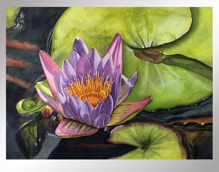 waterlily